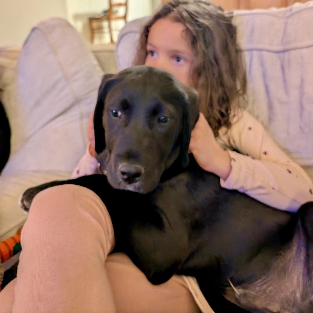 Enlarge Midnight, a Adoptable mixed breed in Fairfax, VA image 2/5