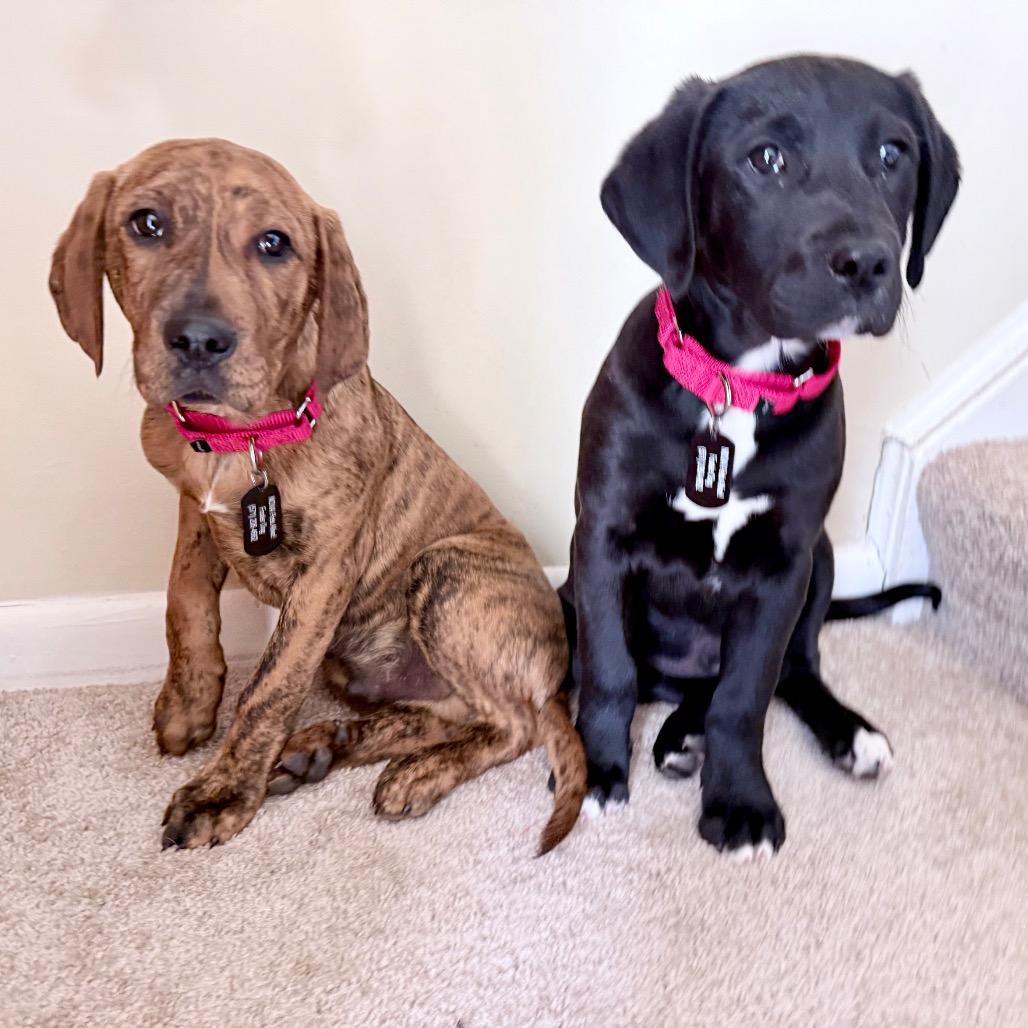 Enlarge Midnight, a Adoptable mixed breed in Fairfax, VA image 3/5