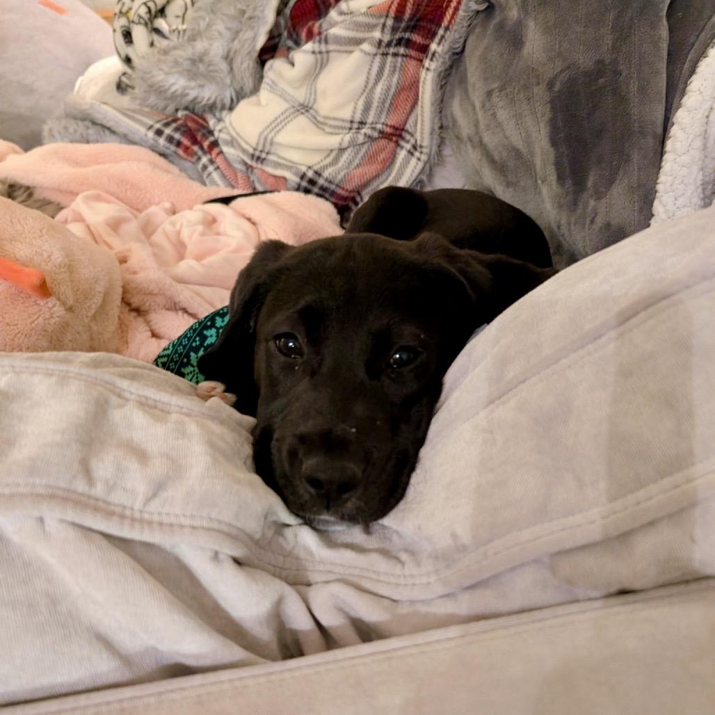 Enlarge Midnight, a Adoptable mixed breed in Fairfax, VA image 4/5