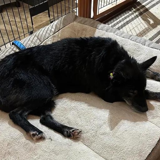 Fluffy, ADOPTABLE, Adult Female Husky.