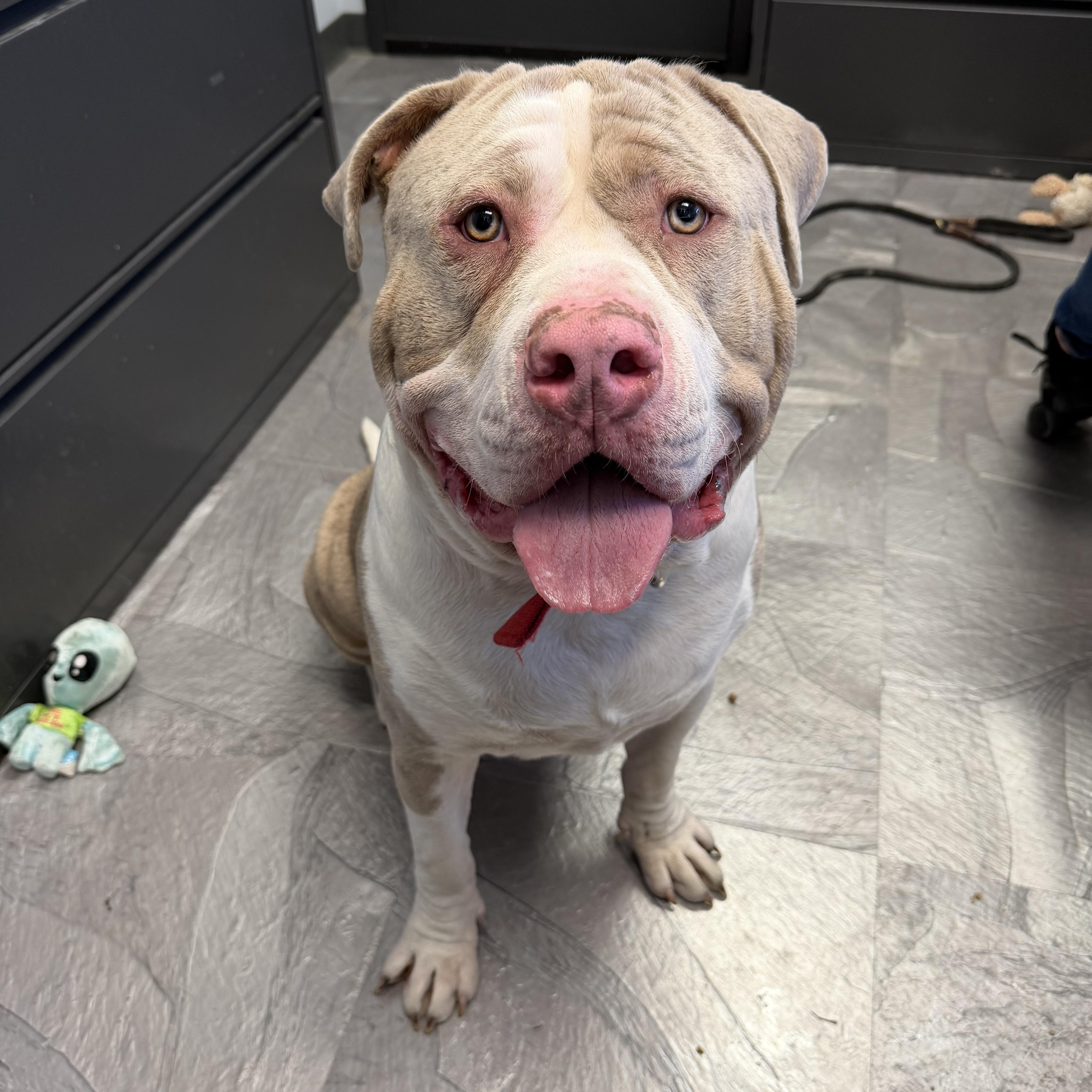 Tonka , ADOPTABLE, Puppy Male American Bully.