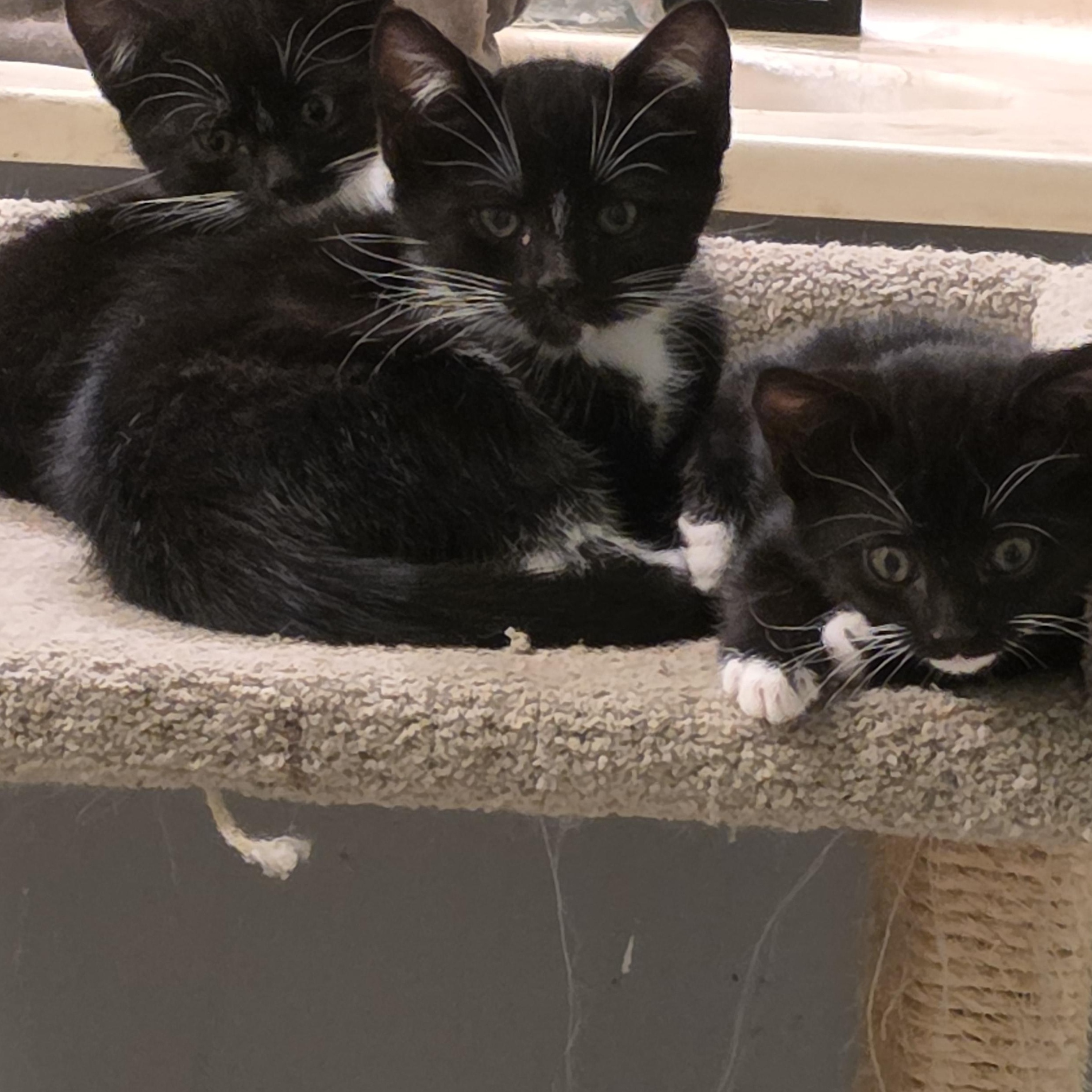Enlarge Fidget, a ADOPTABLE mixed breed in Mission Viejo, CA image 1/1