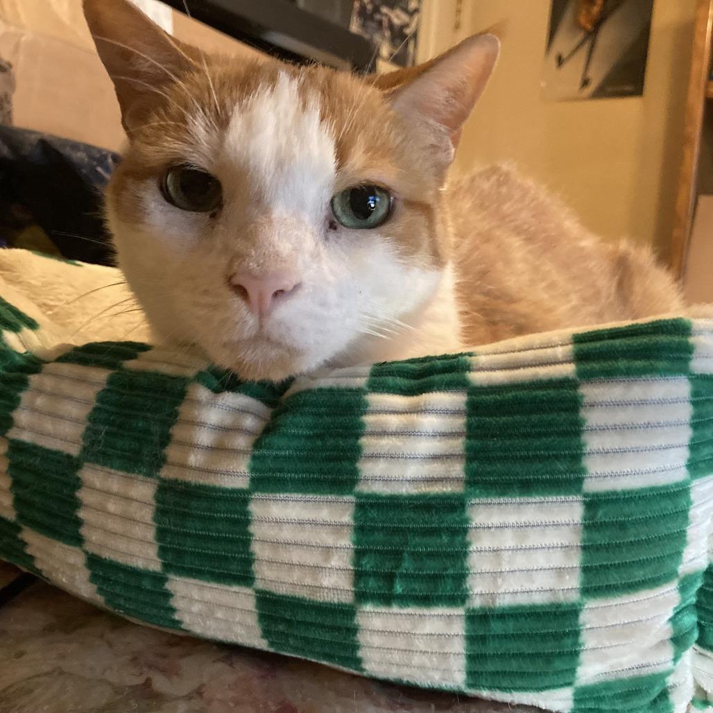 Enlarge Chipotle (and Sprinkles!)- $25 Bissell Sponsored Adoption Fee!, a Adoptable Domestic Short Hair in Staten Island, NY image 1/1