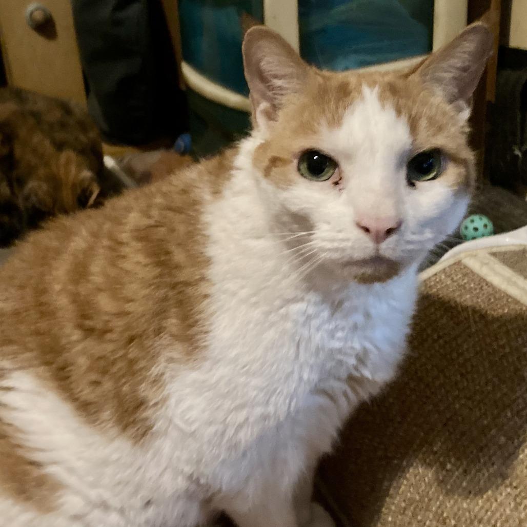 Chipotle (and Sprinkles!), a Adoptable Domestic Short Hair in Staten Island, NY image 2/6