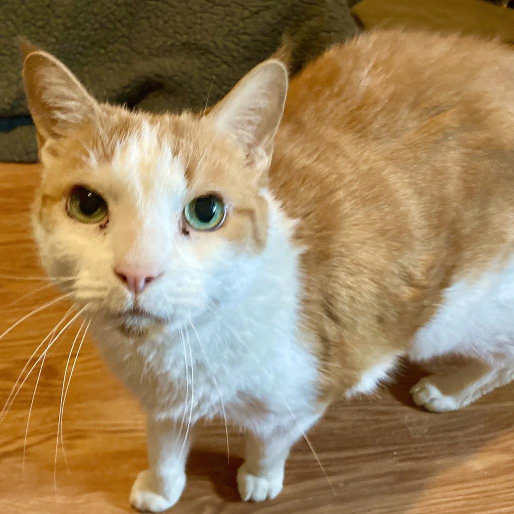 Chipotle (and Sprinkles!), a Adoptable Domestic Short Hair in Staten Island, NY image 3/6