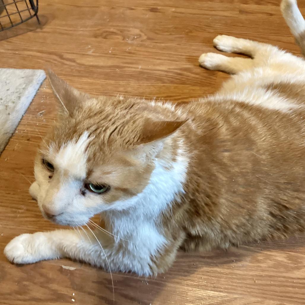 Chipotle (and Sprinkles!), a Adoptable Domestic Short Hair in Staten Island, NY image 4/6