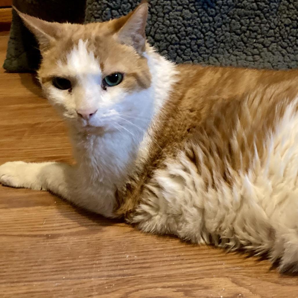 Chipotle (and Sprinkles!), a Adoptable Domestic Short Hair in Staten Island, NY image 5/6