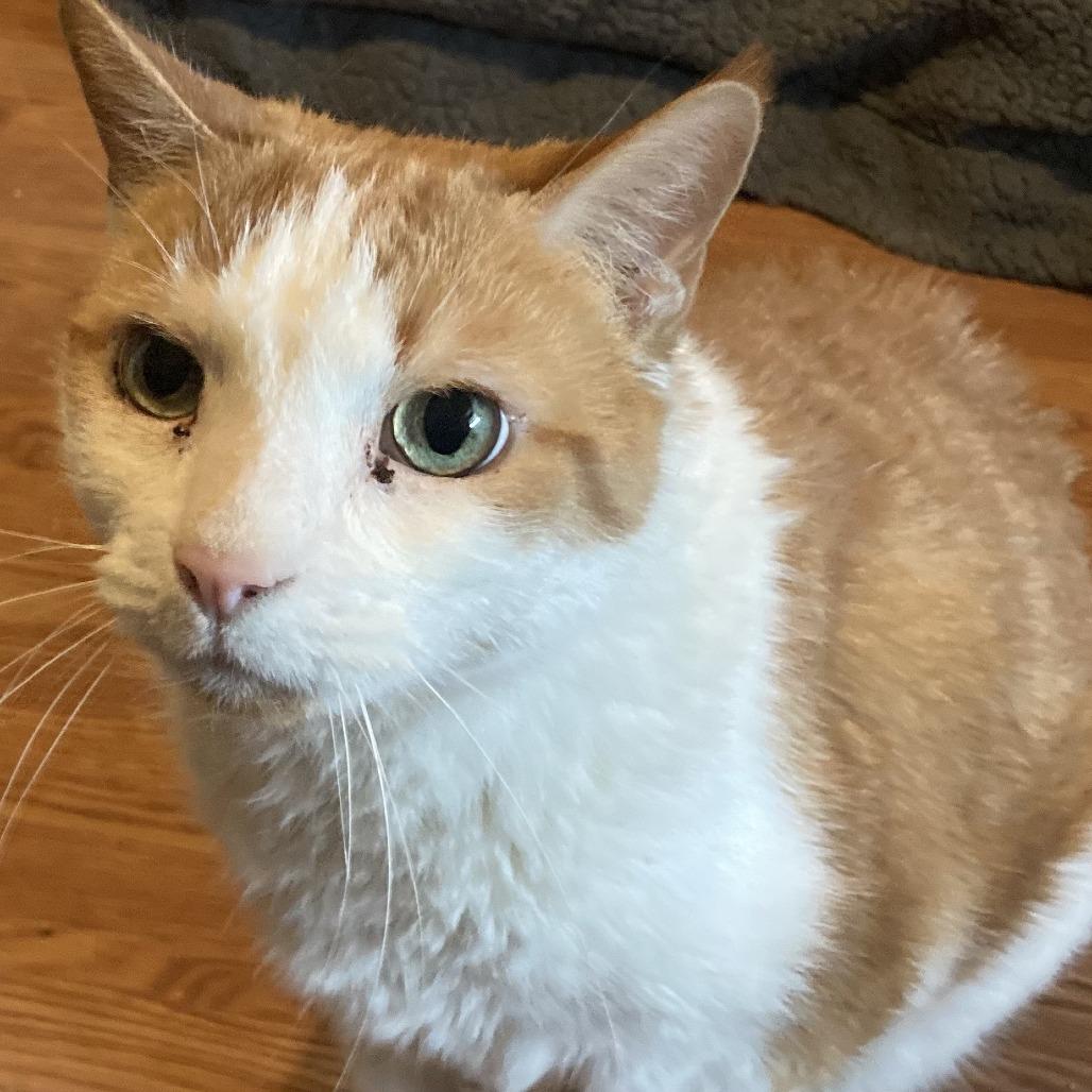 Chipotle (and Sprinkles!), a Adoptable Domestic Short Hair in Staten Island, NY image 6/6