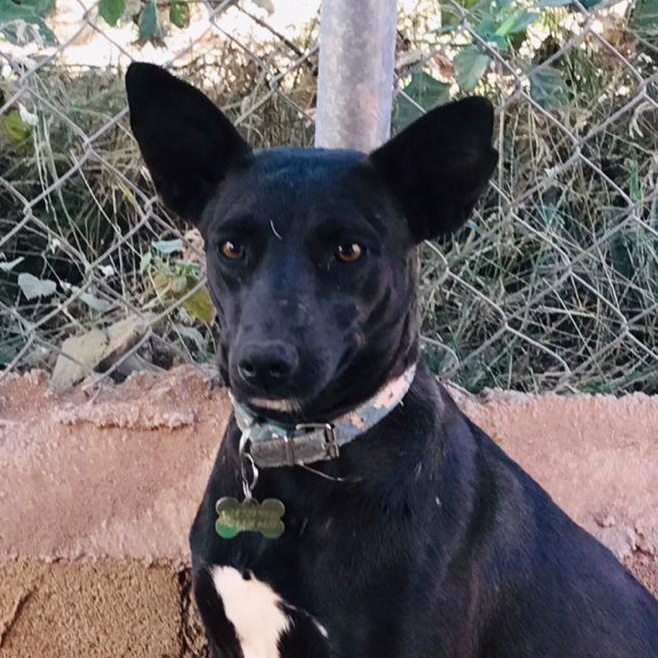 Stormy , a ADOPTABLE mixed breed in Cabo San Lucas, BCS image 2/3