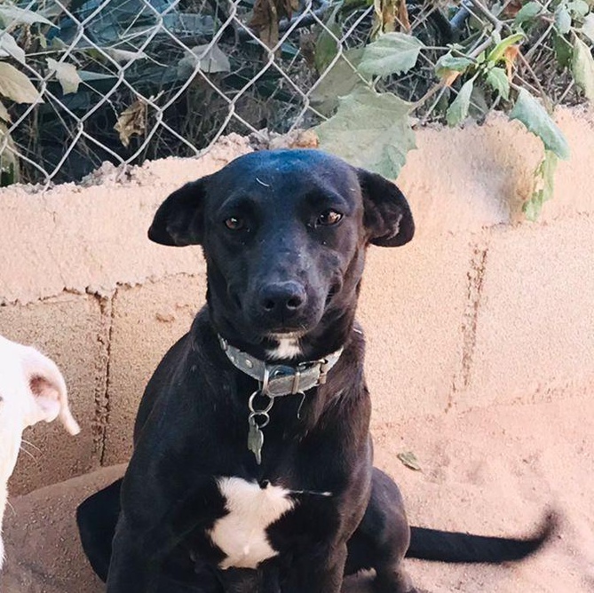 Stormy , a ADOPTABLE mixed breed in Cabo San Lucas, BCS image 3/3