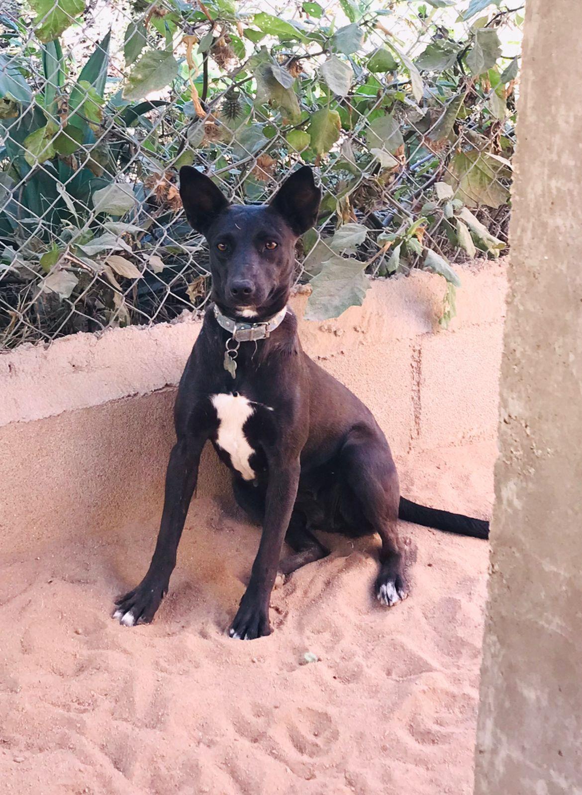 Stormy , a ADOPTABLE mixed breed in Cabo San Lucas, BCS image 1/3