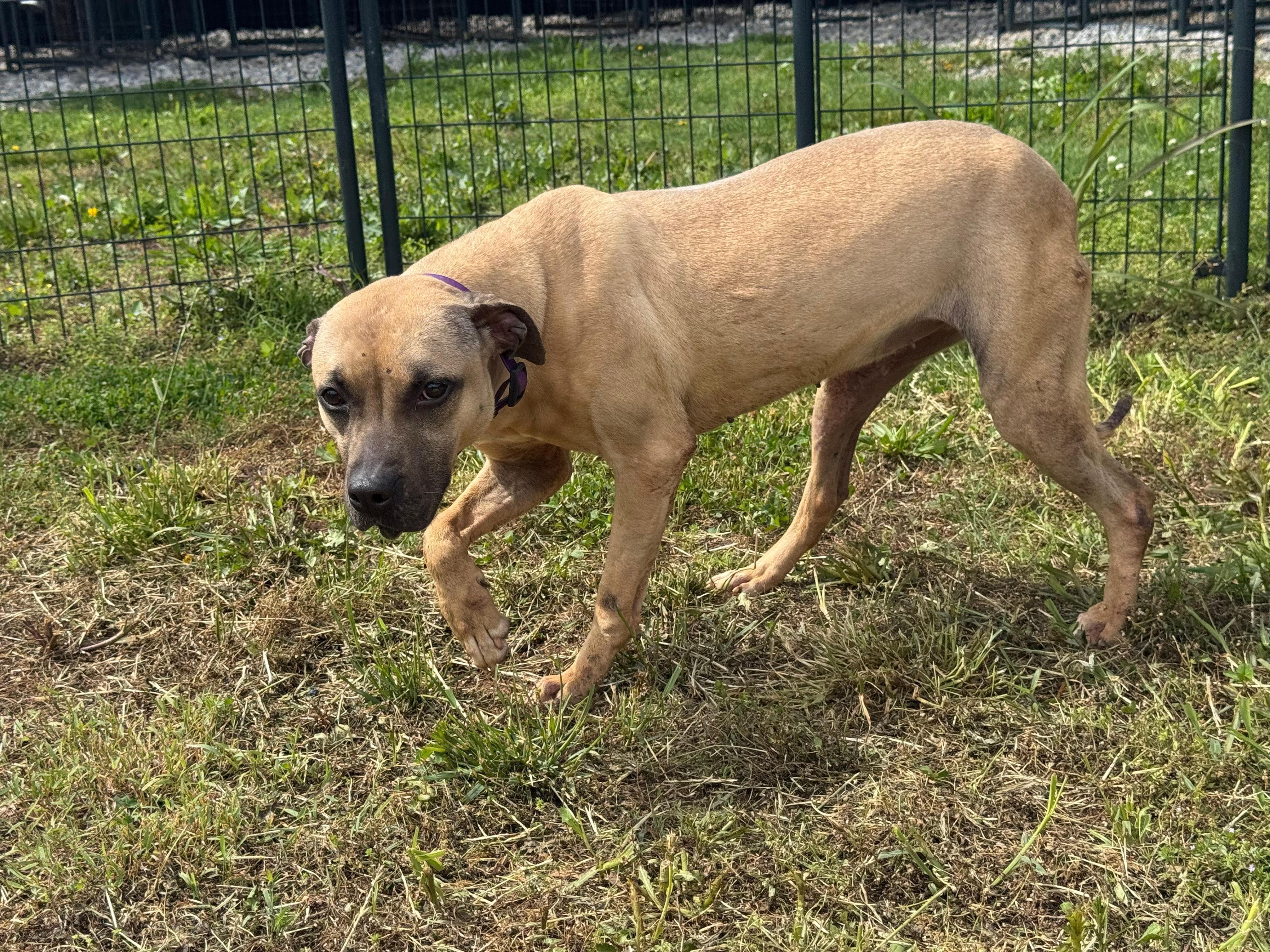 Enlarge DARCY, a ADOPTABLE mixed breed in PHILADELPHIA, TN image 2/2