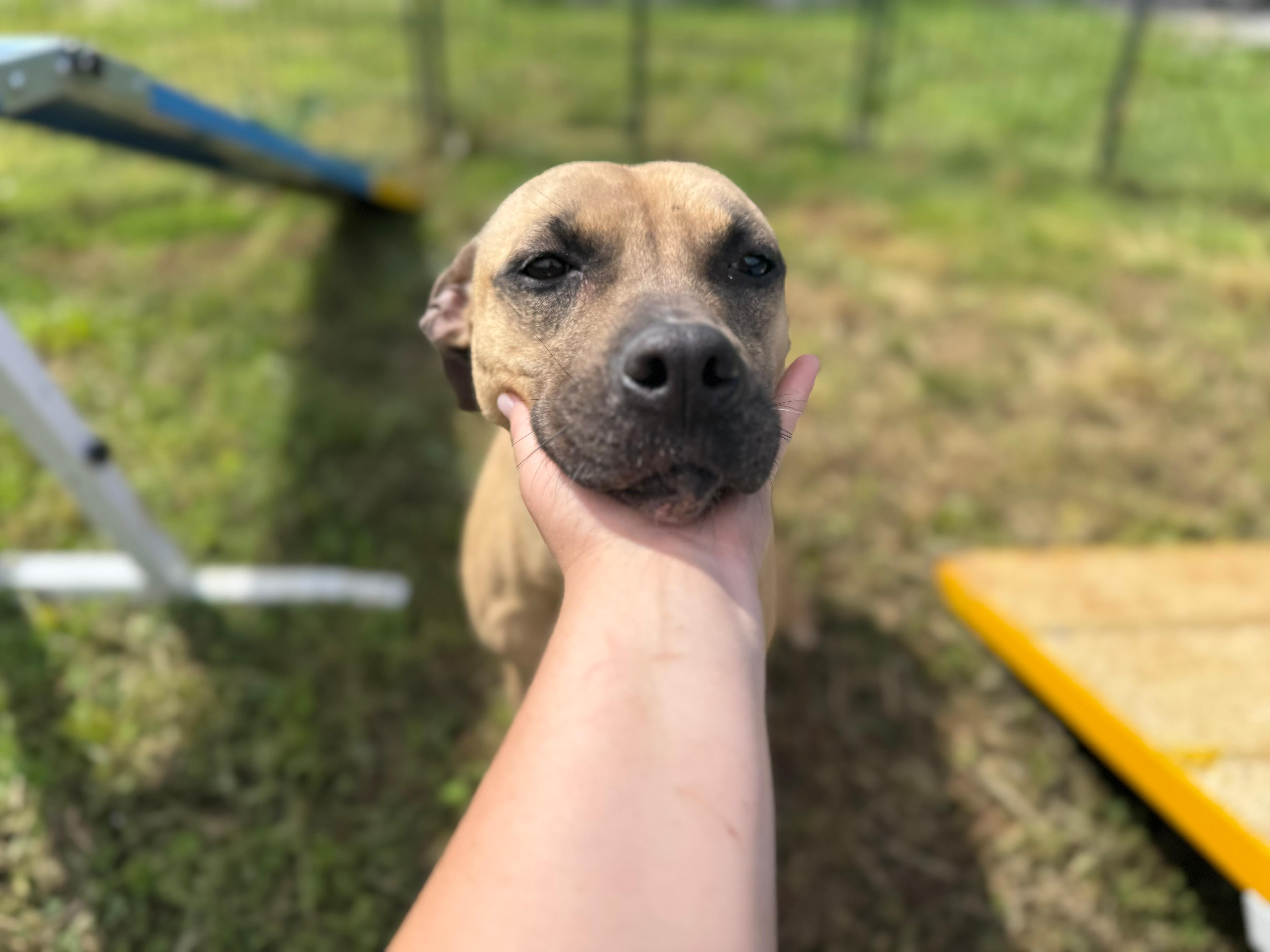 Enlarge DARCY, a ADOPTABLE mixed breed in PHILADELPHIA, TN image 1/2