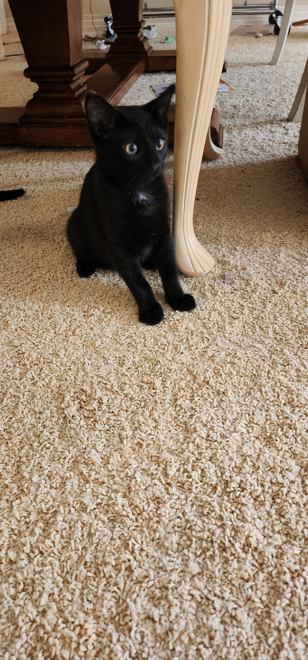 Enlarge Jo Jo, a Adoptable Domestic Short Hair in Kenosha , WI image 2/4