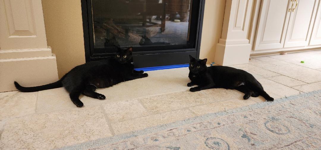 Jo Jo, a Adoptable Domestic Short Hair in Kenosha , WI image 2/5