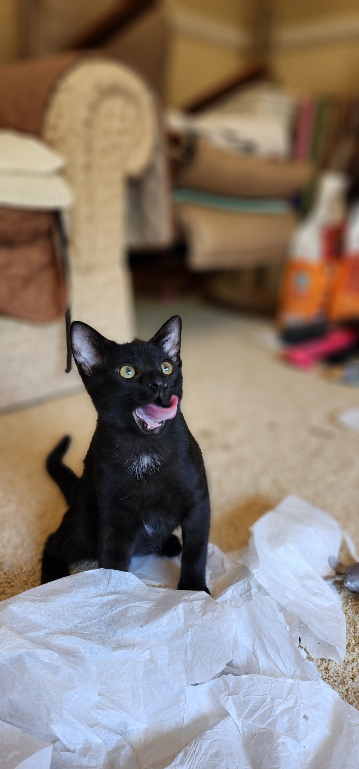 Enlarge Jo Jo, a Adoptable Domestic Short Hair in Kenosha , WI image 3/4