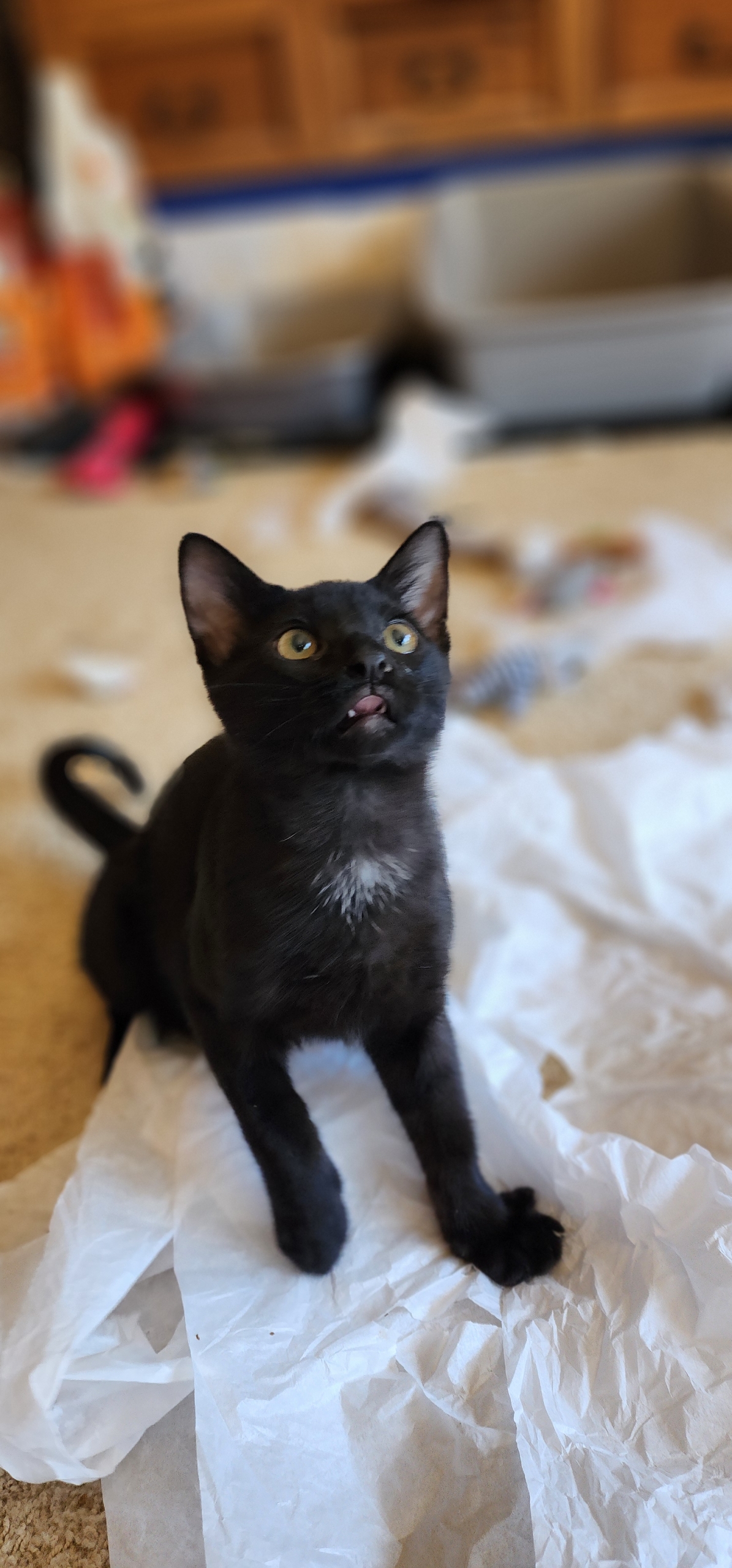 Jo Jo, Adoptable, Young Male Domestic Short Hair.