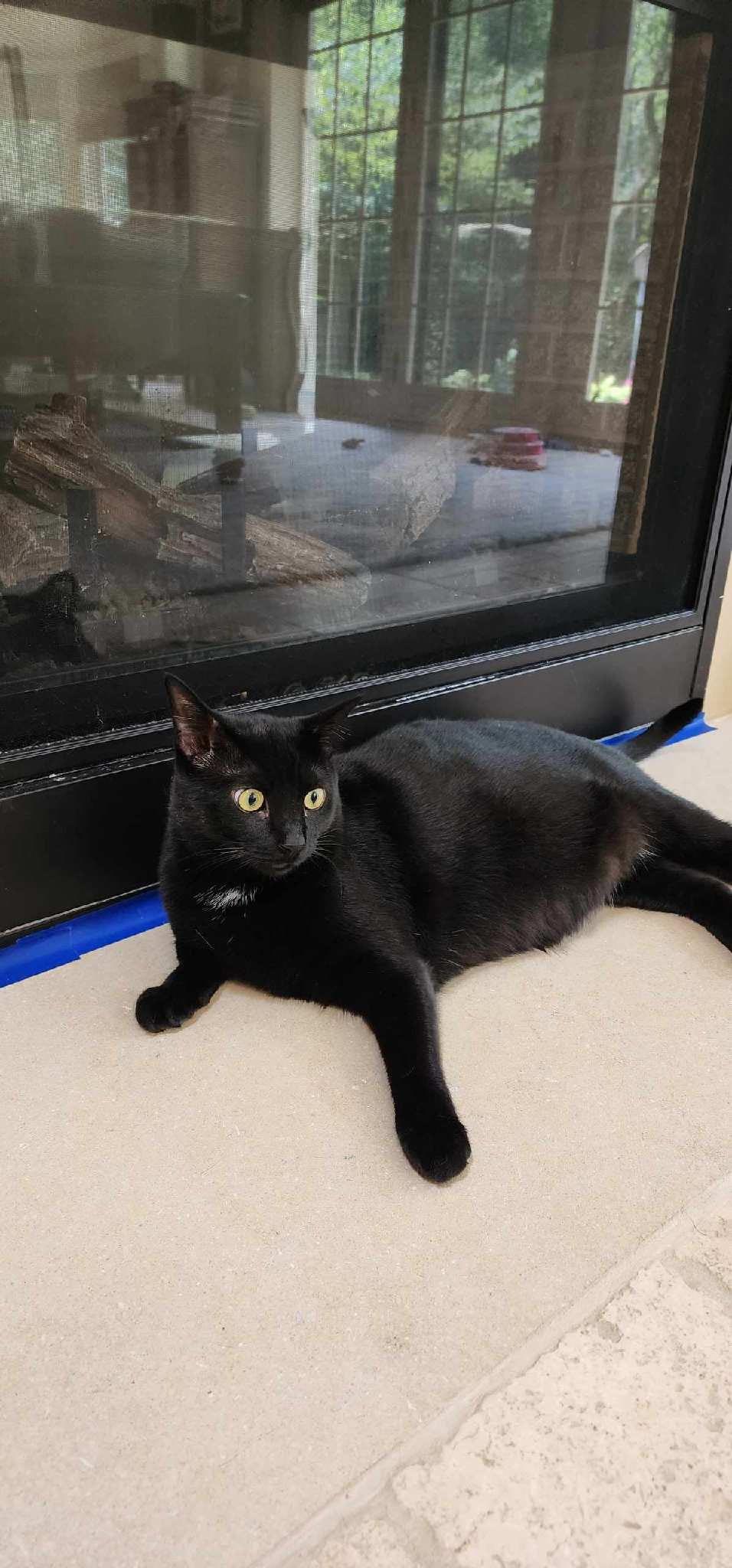 Jo Jo, Adoptable, Adult Male Domestic Short Hair.