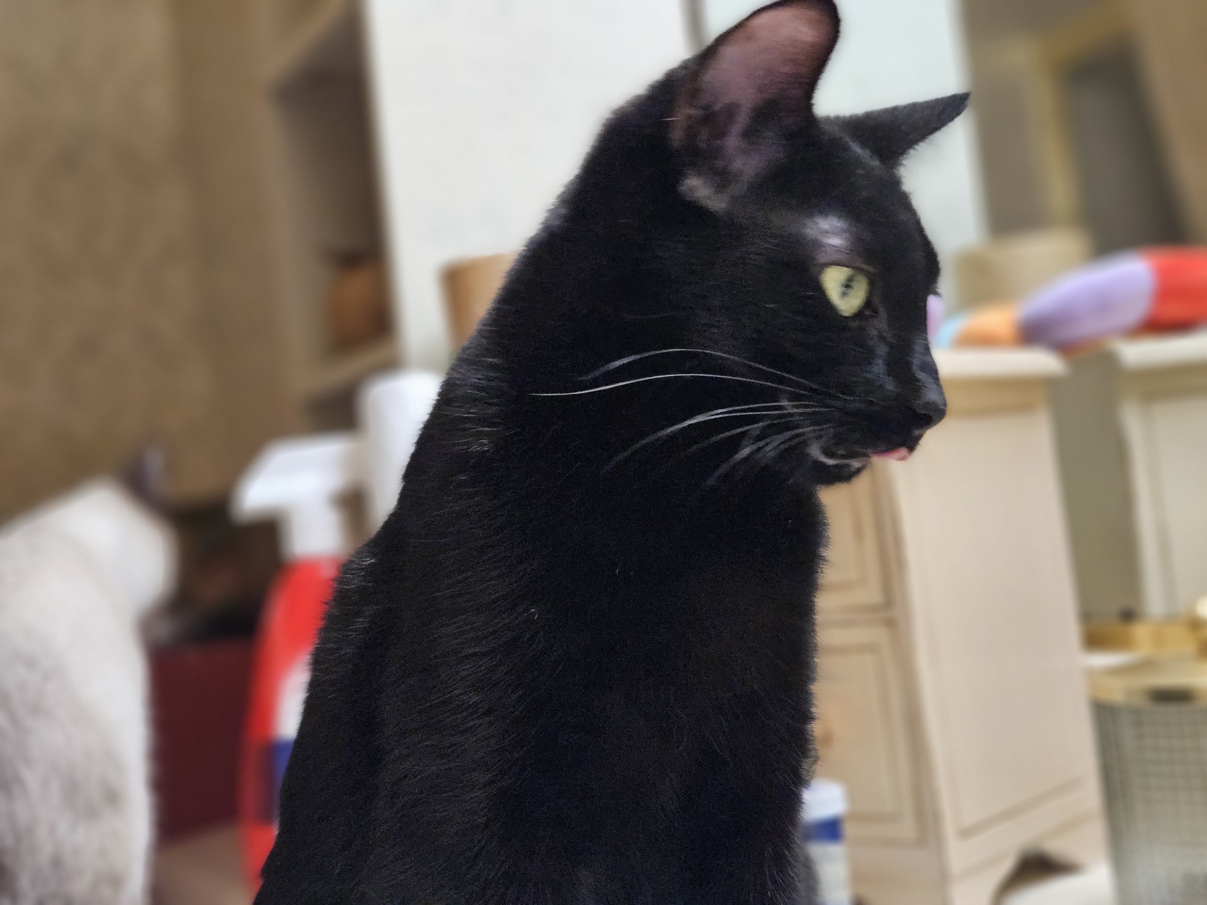 Enlarge Jo Jo, a Adoptable Domestic Short Hair in Kenosha , WI image 4/4