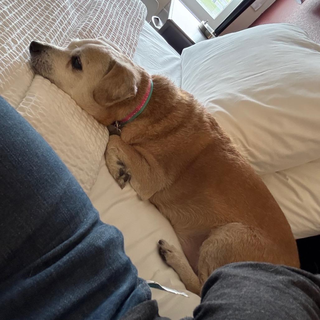 Nuggie, Adoptable, Senior Male Chihuahua.