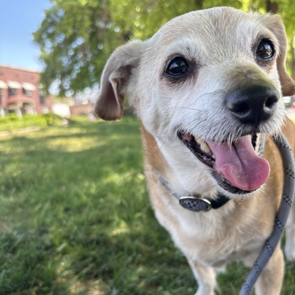 Nuggie, Adoptable, Senior Male Chihuahua.