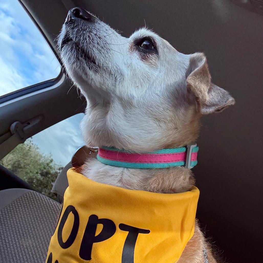 Enlarge Nuggie, a Adoptable mixed breed in Salt Lake City, UT image 3/6