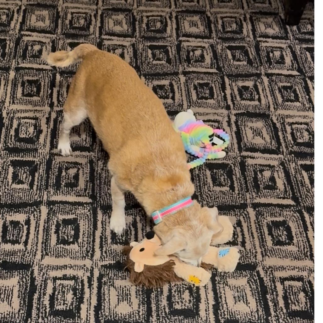 Nuggie, Adoptable, Senior Male Chihuahua.