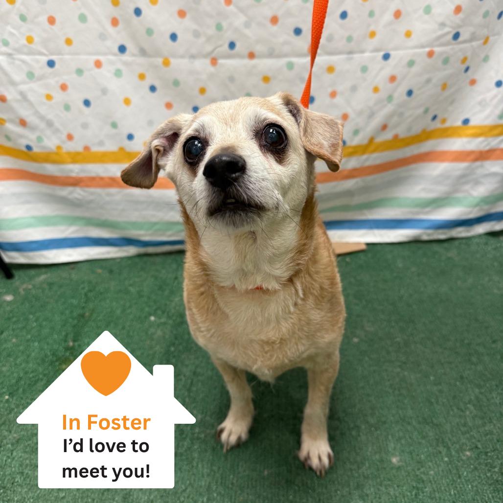 Enlarge Nuggie, a Adoptable mixed breed in Salt Lake City, UT image 2/6