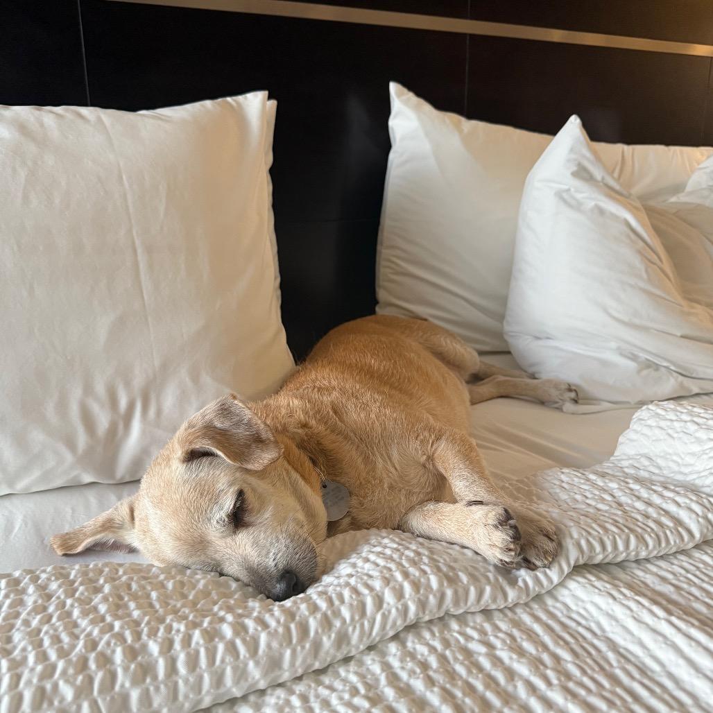 Enlarge Nuggie, a Adoptable mixed breed in Salt Lake City, UT image 3/6