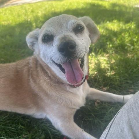 Nuggie, a Adoptable mixed breed in Salt Lake City, UT image 4/6