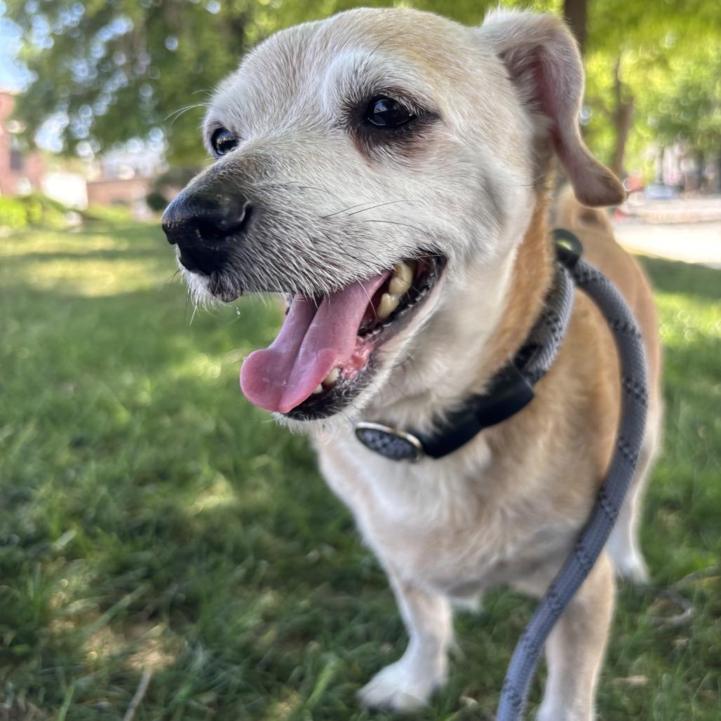 Enlarge Nuggie, a Adoptable mixed breed in Salt Lake City, UT image 4/6