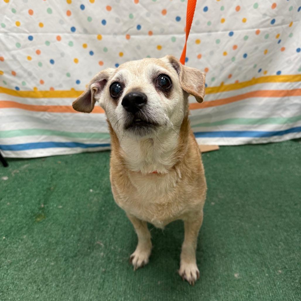 Enlarge Nuggie, a Adoptable mixed breed in Salt Lake City, UT image 5/6