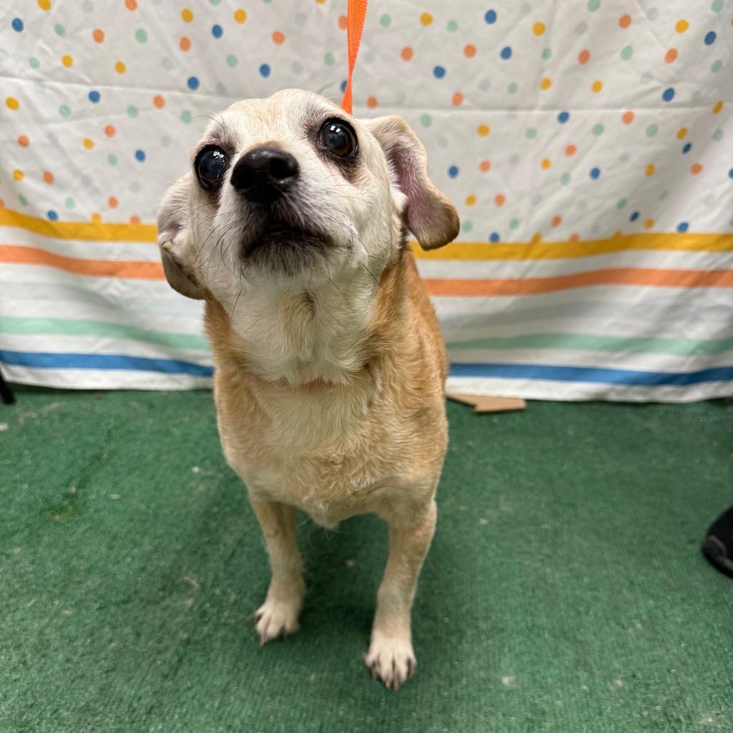 Enlarge Nuggie, a Adoptable mixed breed in Salt Lake City, UT image 6/6