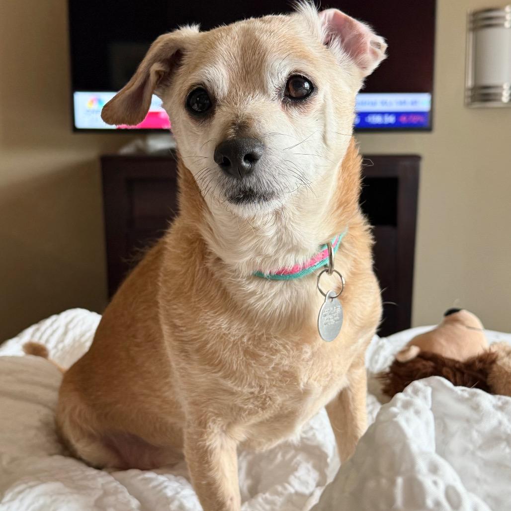 Enlarge Nuggie, a Adoptable mixed breed in Salt Lake City, UT image 6/6