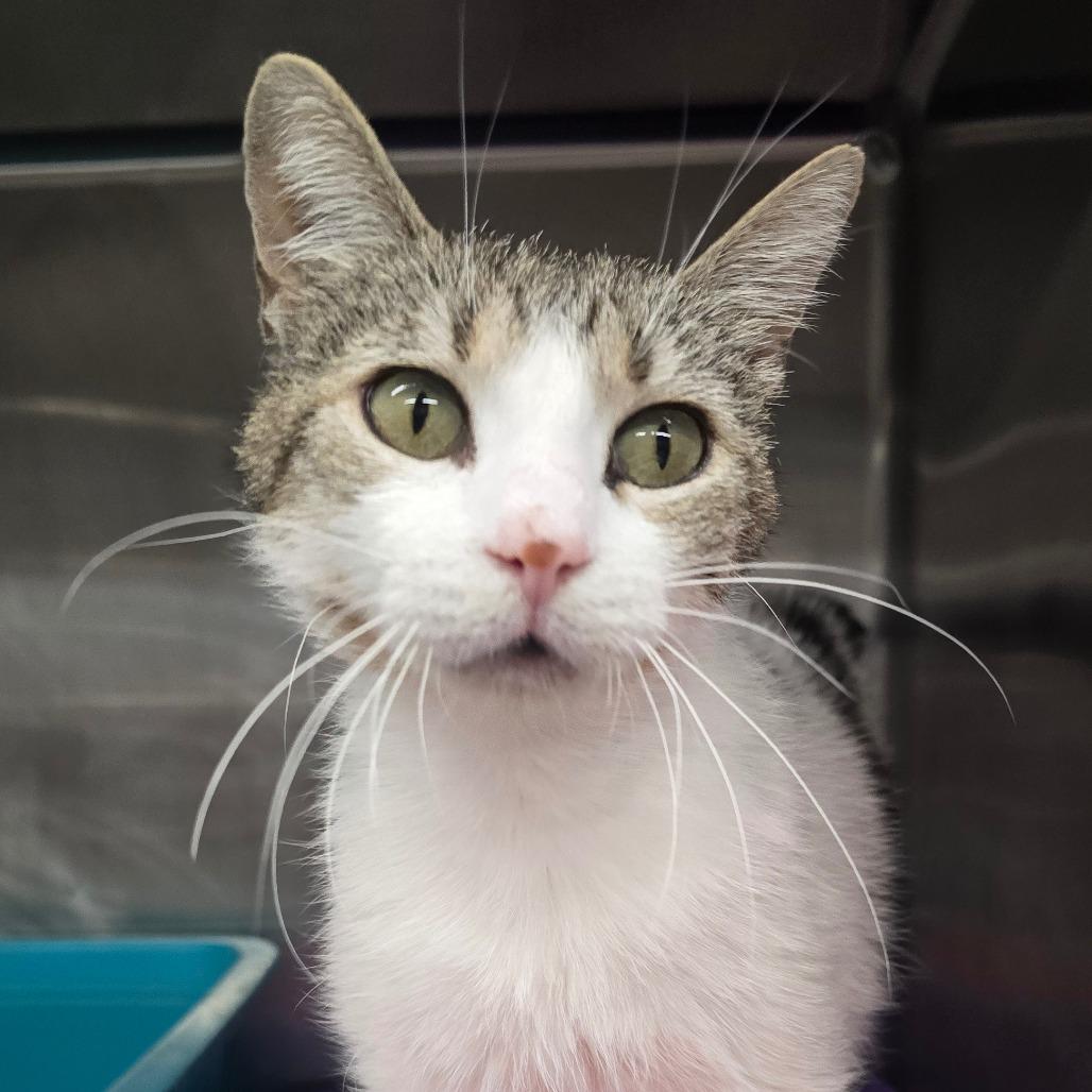 Mia, Adoptable, Adult Female Domestic Short Hair.