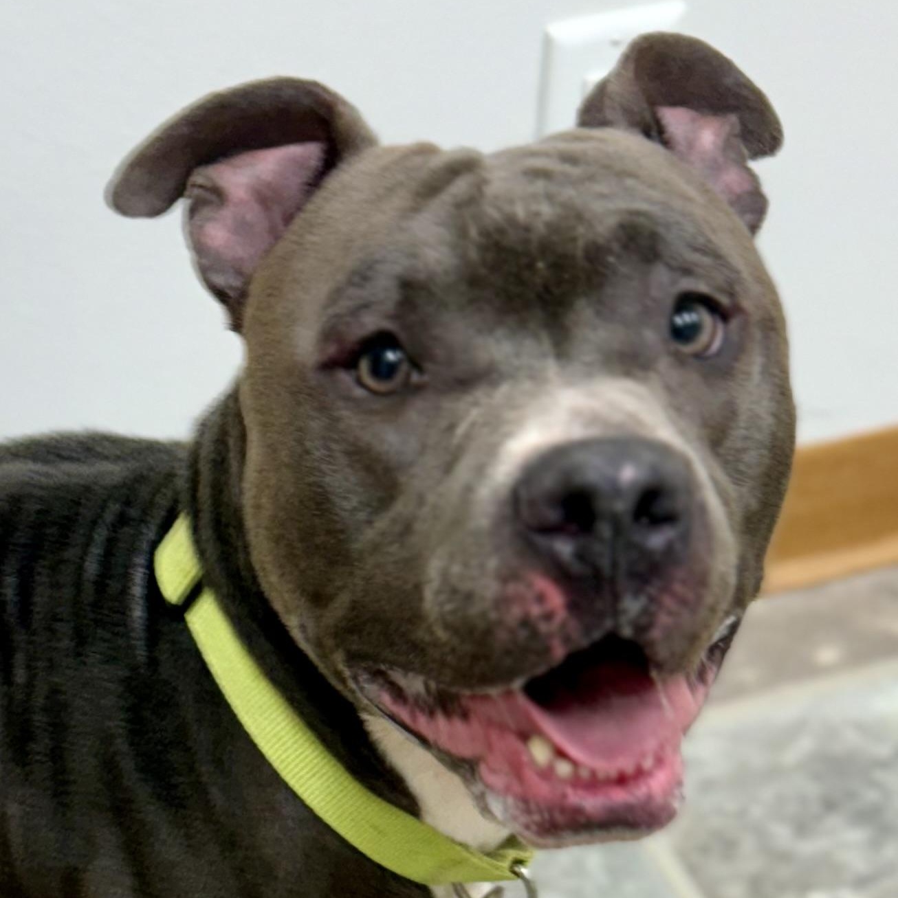 Ollie, a Adoptable mixed breed in Charles City, IA image 1/6