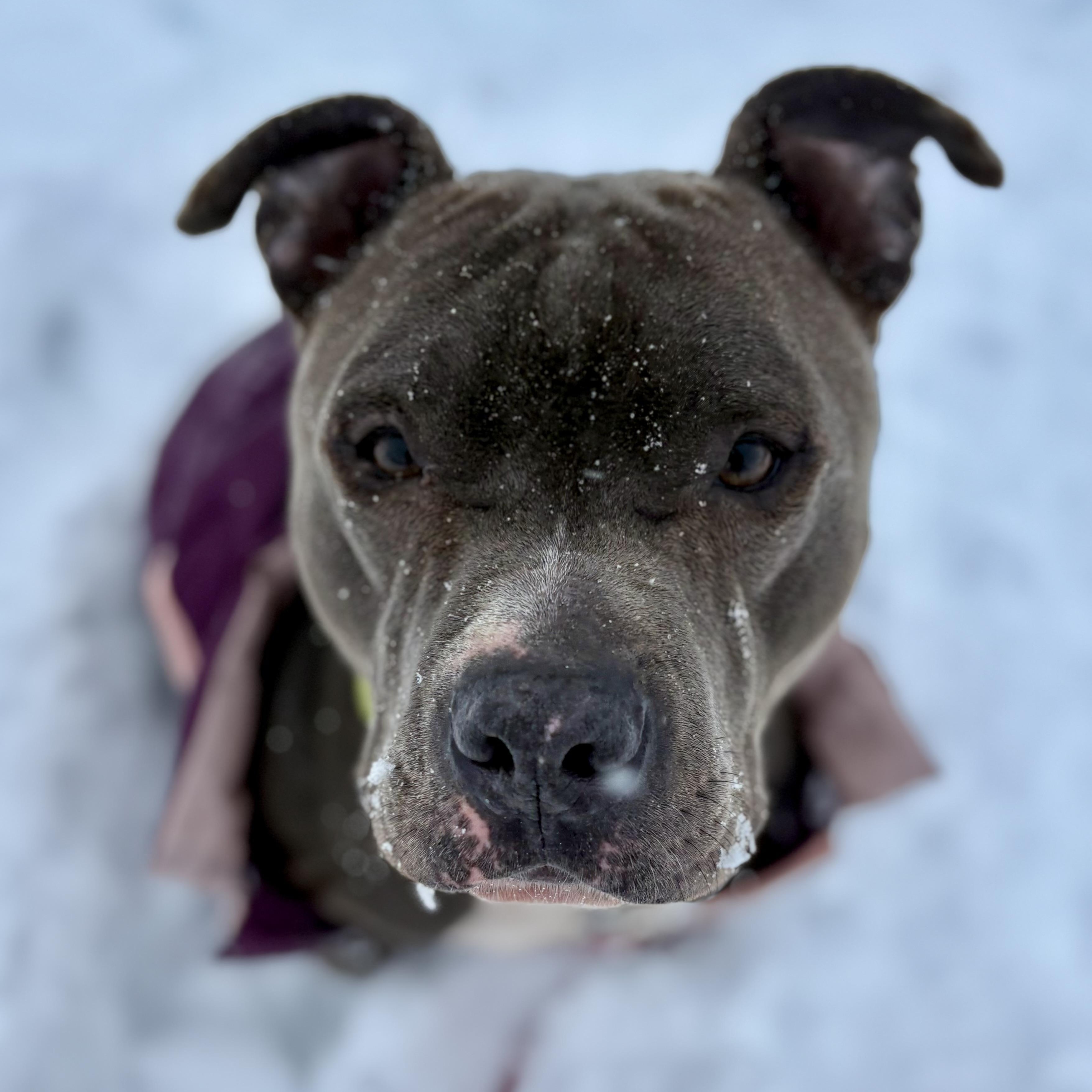 Ollie, a Adoptable mixed breed in Charles City, IA image 2/6