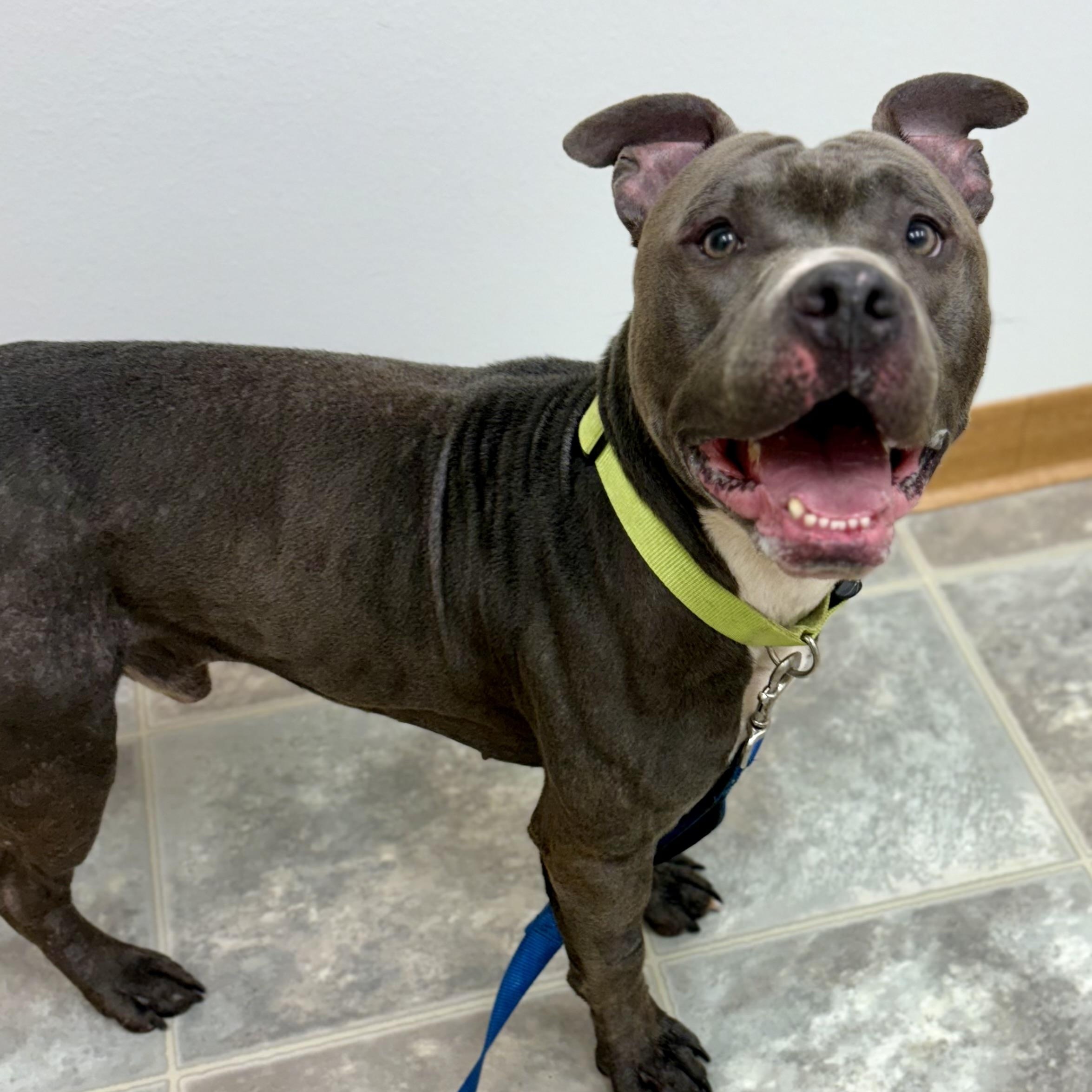 Ollie, a Adoptable mixed breed in Charles City, IA image 6/6