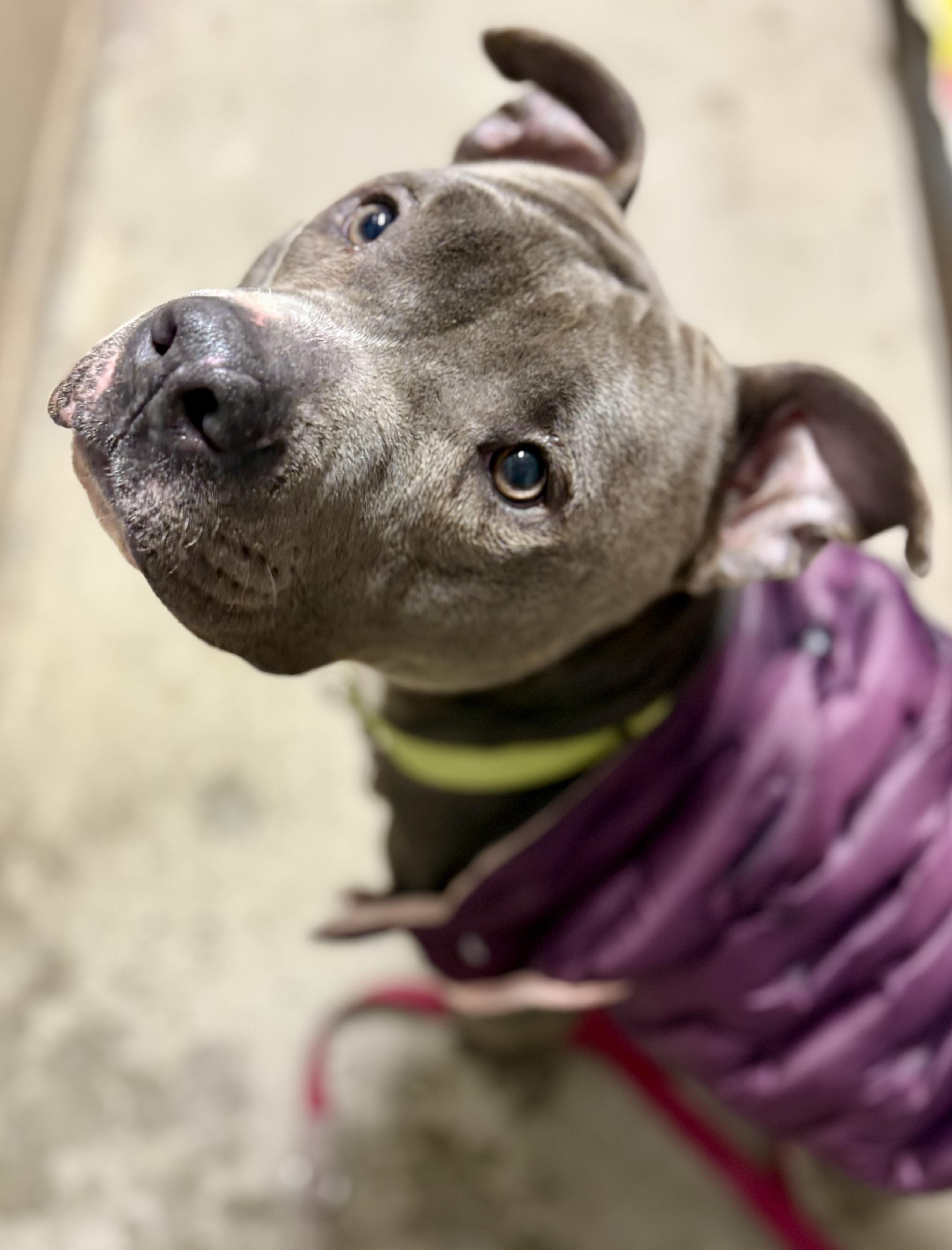 Ollie, a Adoptable mixed breed in Charles City, IA image 3/6