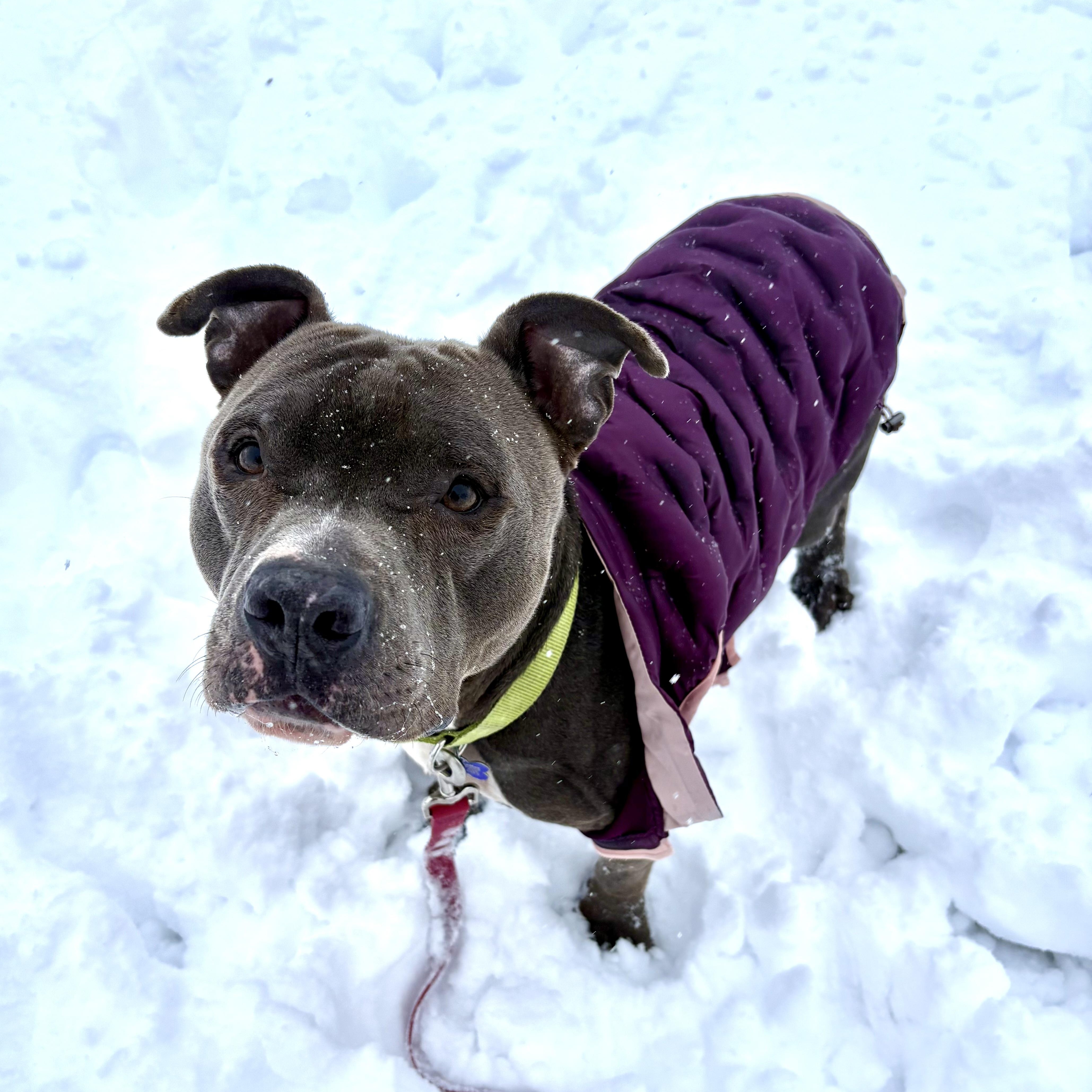 Ollie, a Adoptable mixed breed in Charles City, IA image 4/6