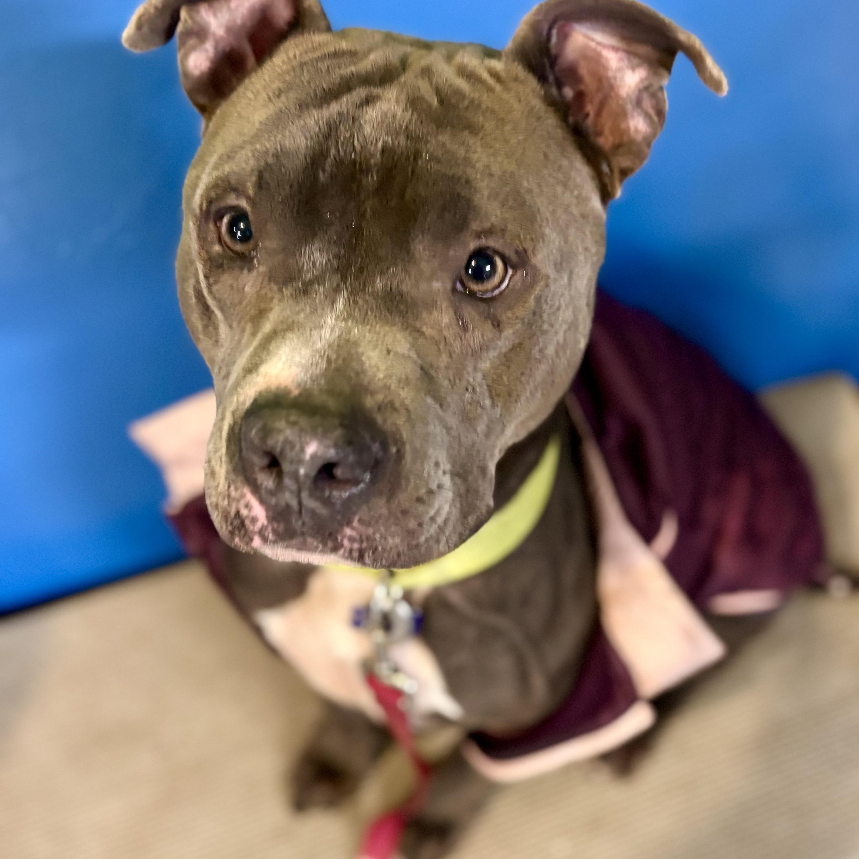 Ollie, a Adoptable mixed breed in Charles City, IA image 5/6