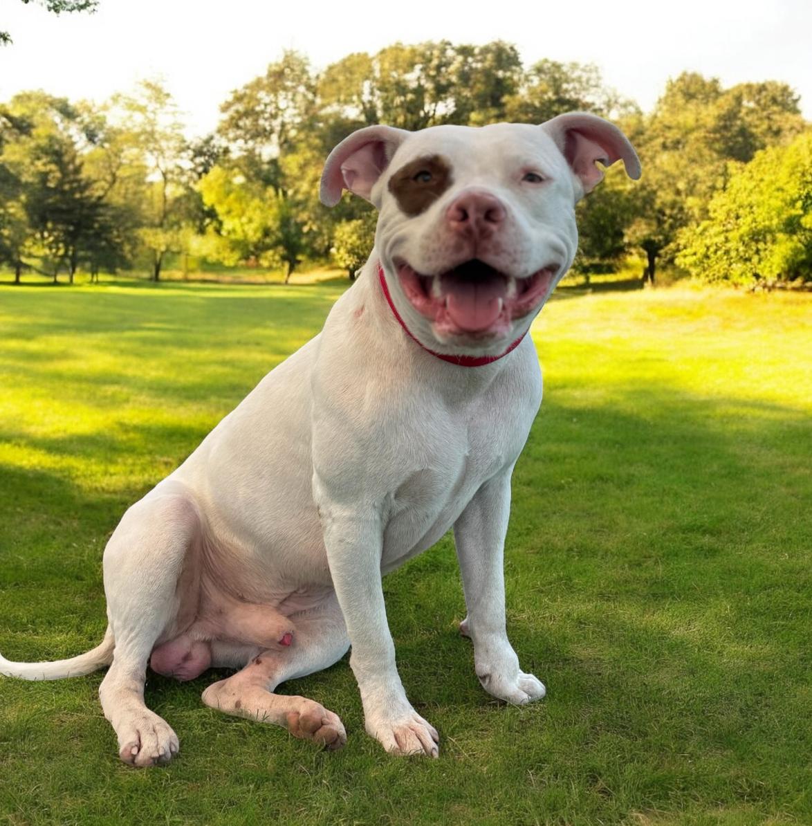 Enlarge Diesel, a Adoptable mixed breed in Williston, VT image 4/5