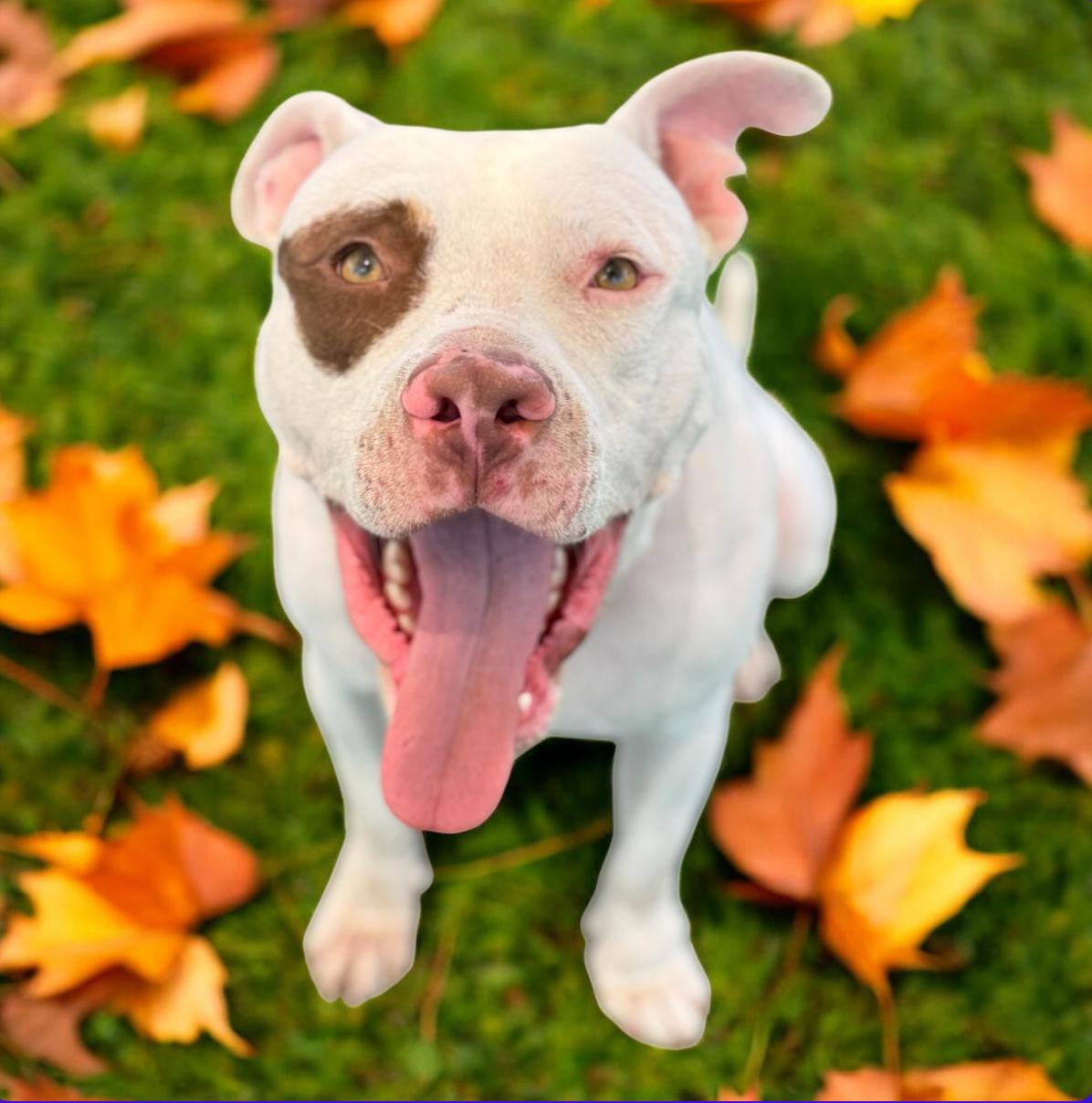 Diesel, Adoptable, Adult Male Pit Bull Terrier.