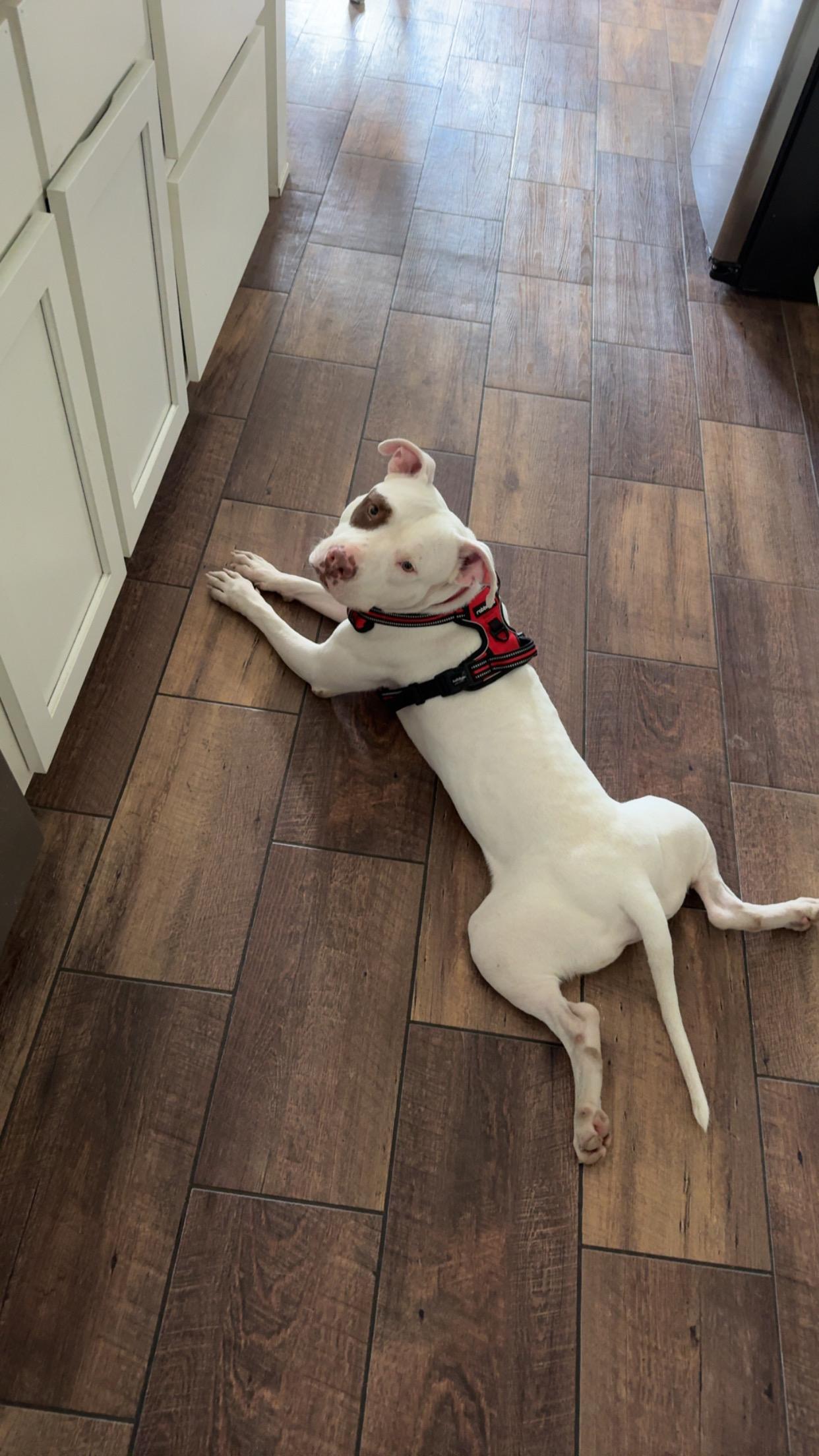 Enlarge Diesel, a Adoptable mixed breed in Williston, VT image 3/5