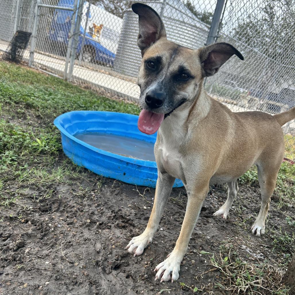 Nena, Adoptable, Young Female Shepherd & Mixed Breed.