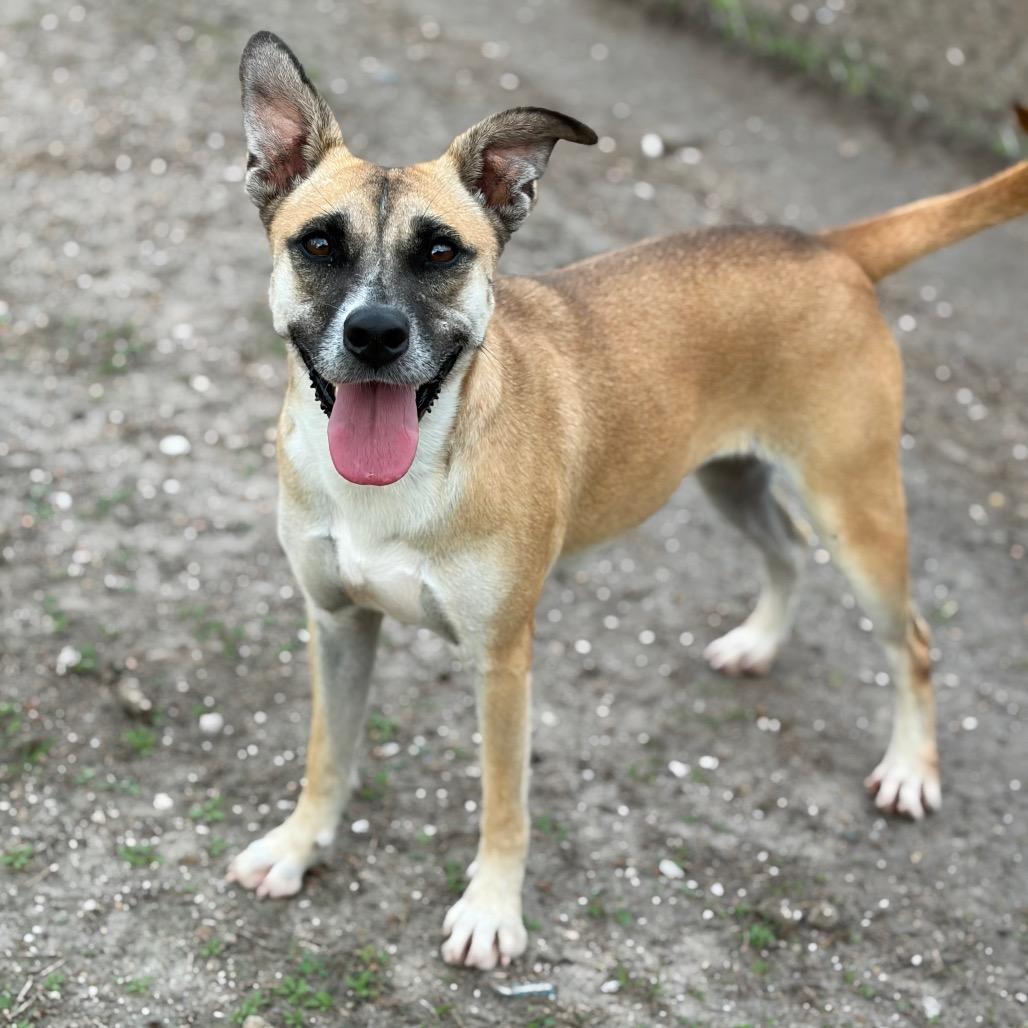 Enlarge Nena, a Adoptable mixed breed in Corpus Christi, TX image 3/6