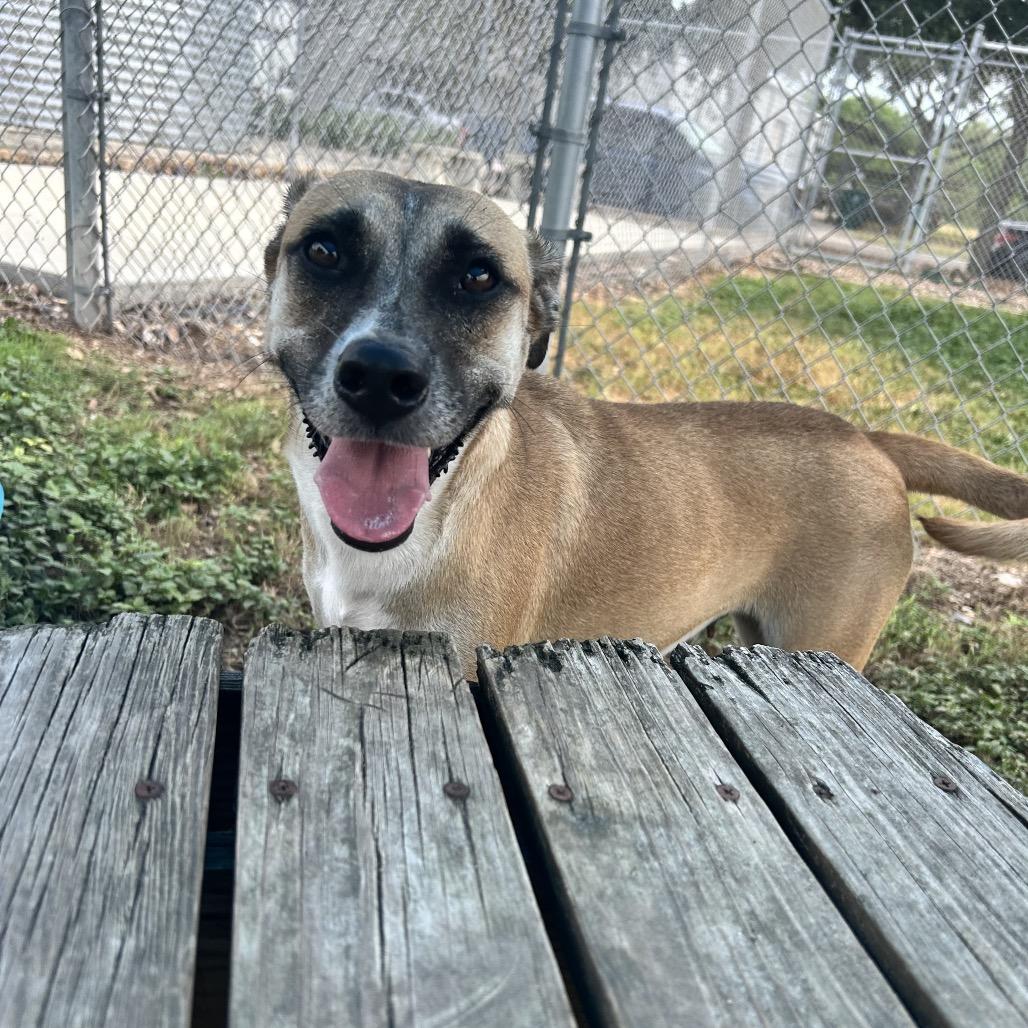 Enlarge Nena, a Adoptable mixed breed in Corpus Christi, TX image 4/6