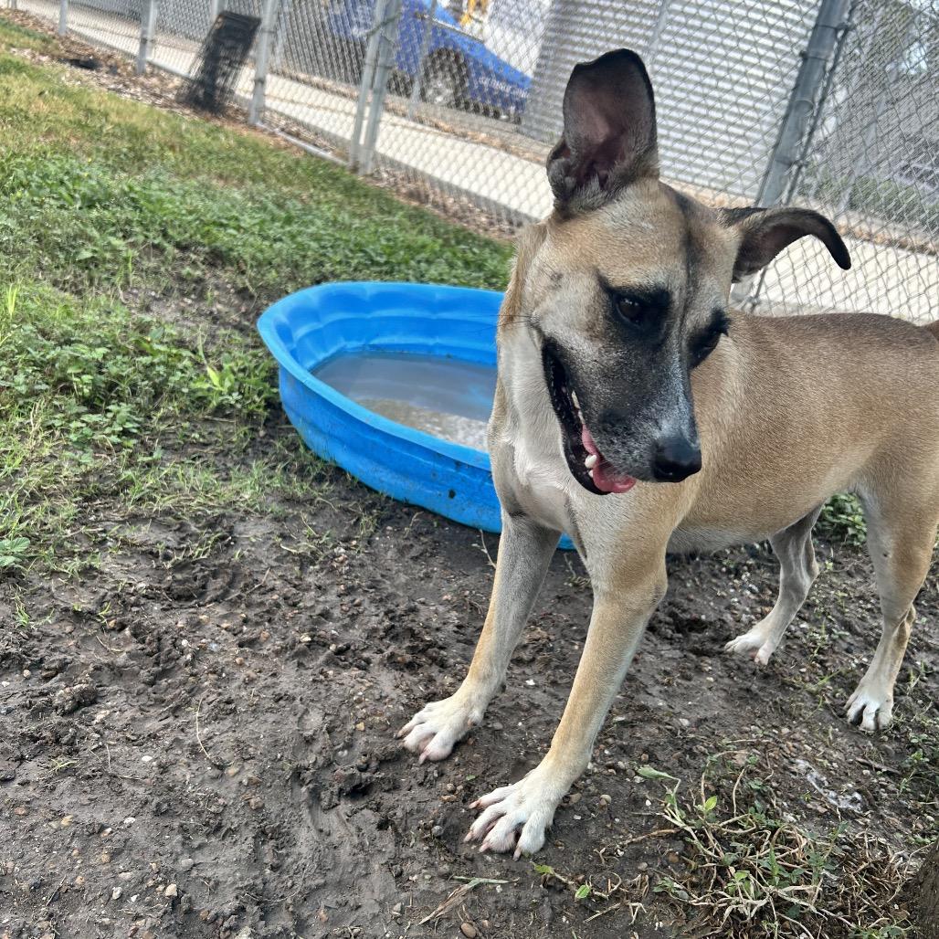 Enlarge Nena, a Adoptable mixed breed in Corpus Christi, TX image 5/6