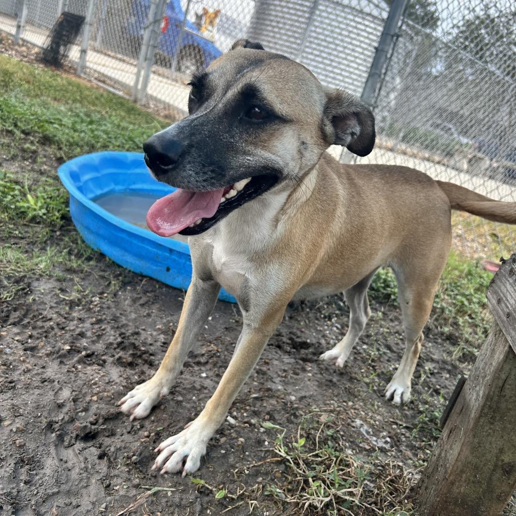 Enlarge Nena, a Adoptable mixed breed in Corpus Christi, TX image 6/6