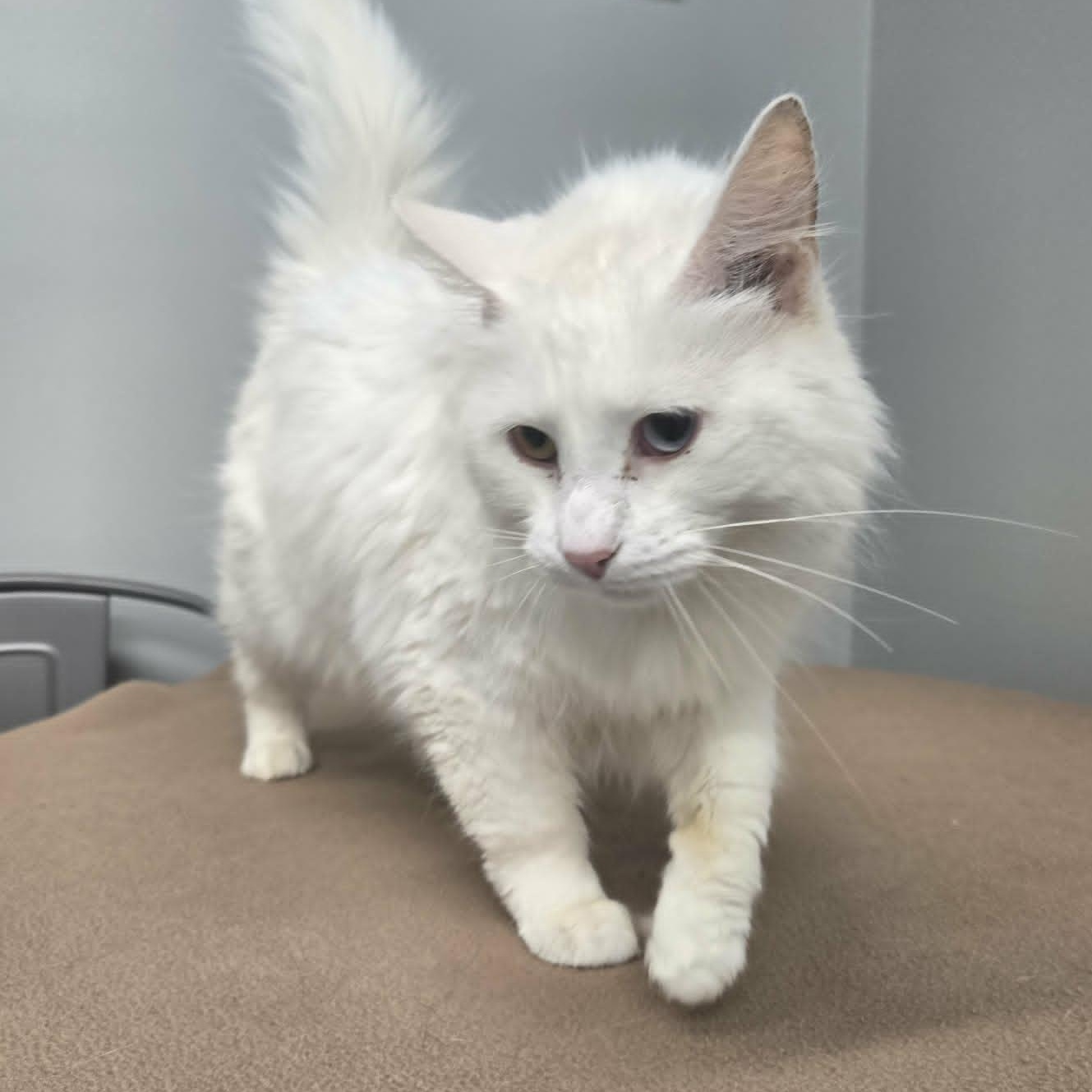 Coconut, an adopted Domestic Medium Hair in Watertown, WI image 2/4